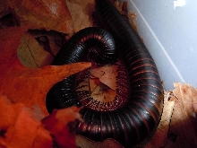 African Giant Millipede