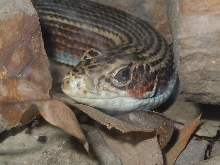 Plated Lizard