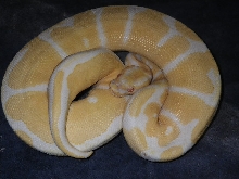 albino ball male