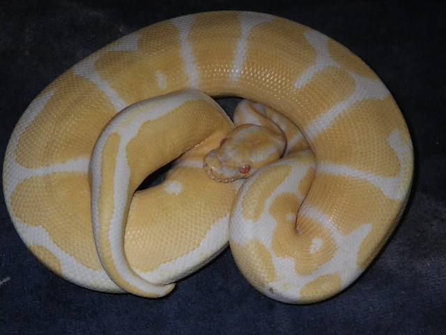 albino ball male