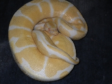 albino ball male 2