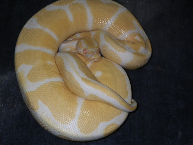 albino ball male 2