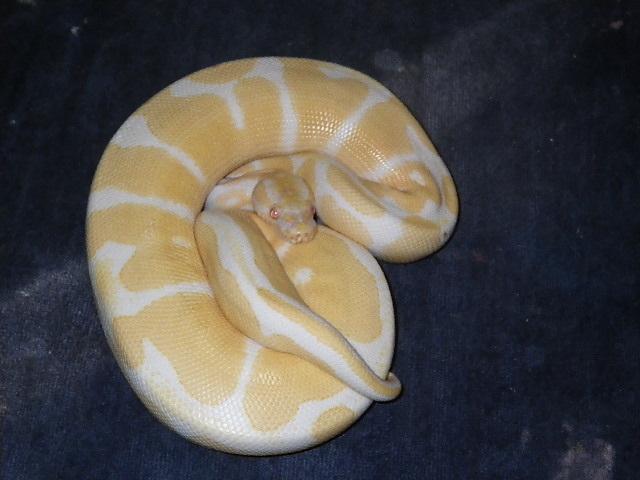 albino ball male 3