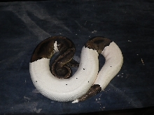 pied female