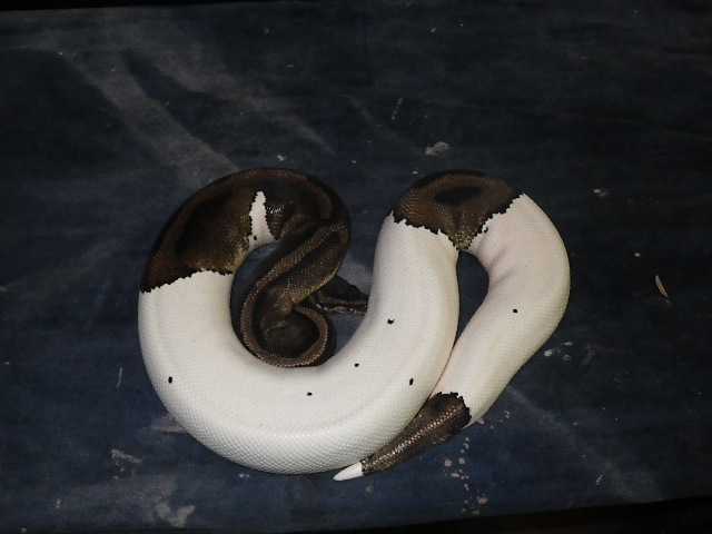 pied female