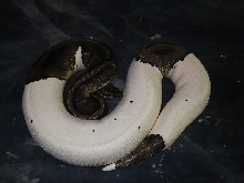 pied female 1
