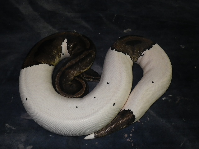 pied female 1