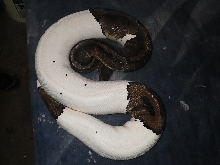 pied female 2