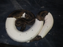 pied female 3