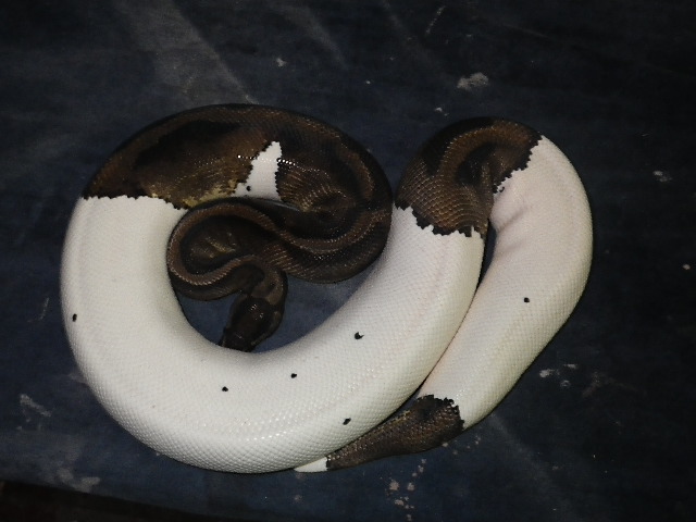 pied female 3