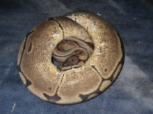 spider het pied female