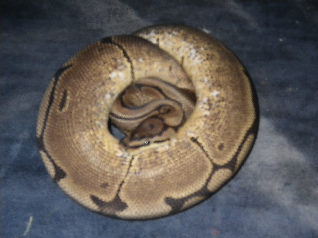 spider het pied female