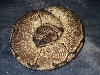 spider het pied female 1