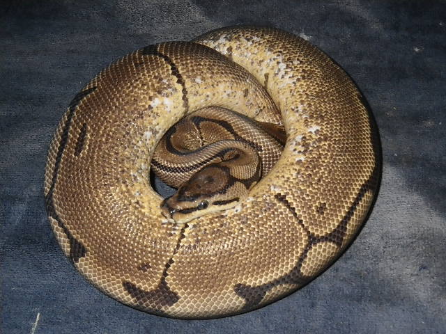 spider het pied female 1