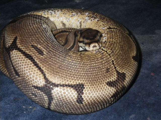 spider het pied female 2