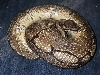 spider het pied female 3