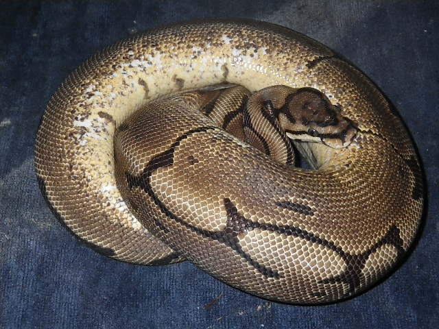spider het pied female 3