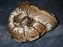 spider het pied male