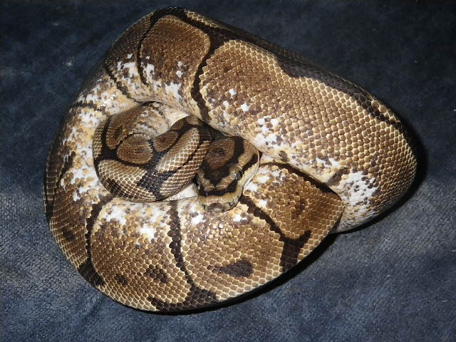 spider het pied male