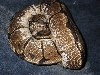 spider het pied male 1