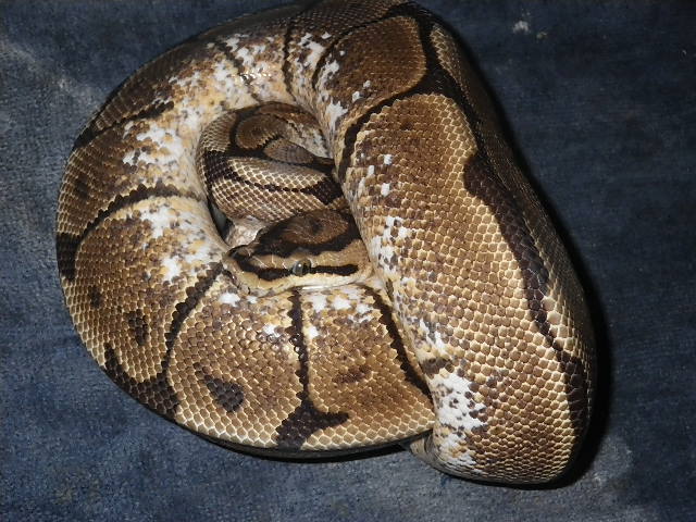 spider het pied male 1