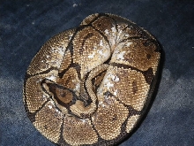 spider het pied male 3