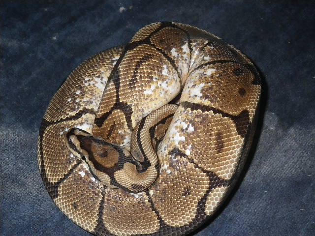 spider het pied male 3