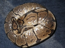 spider het pied male 4