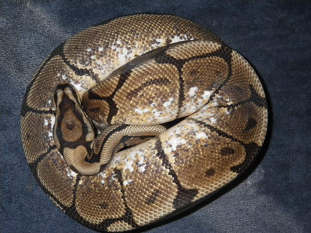 spider het pied male 4