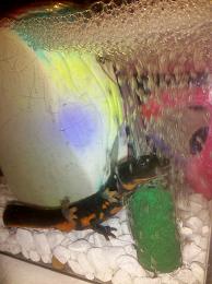Fyr (Fire) my fire-bellied paddle tail newt