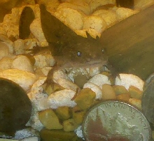 Medusa- my juvie wild type axolotl