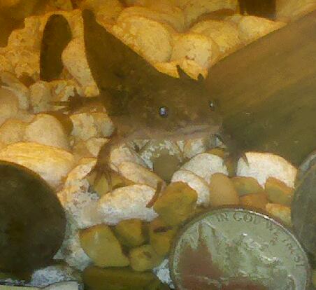 Medusa- my juvie wild type axolotl