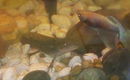 Medusa &  BFF BubbleGum the betta