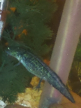 Shaka my juvie GFP axolotl