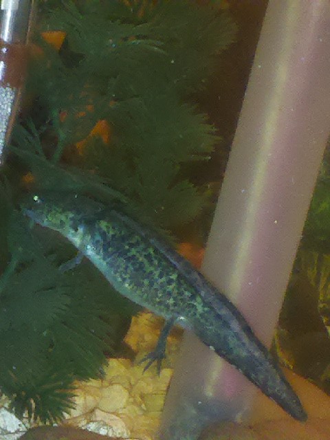 Shaka my juvie GFP axolotl