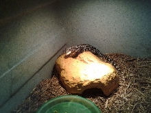 chubbs 3