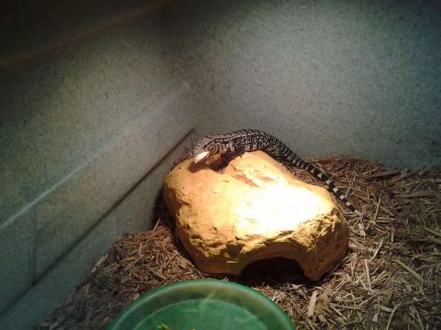 chubbs 3