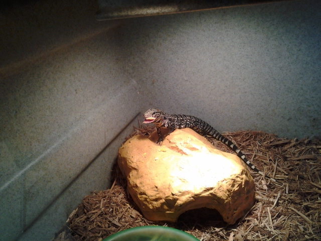 chubbs eating eggs