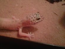 Sheldon