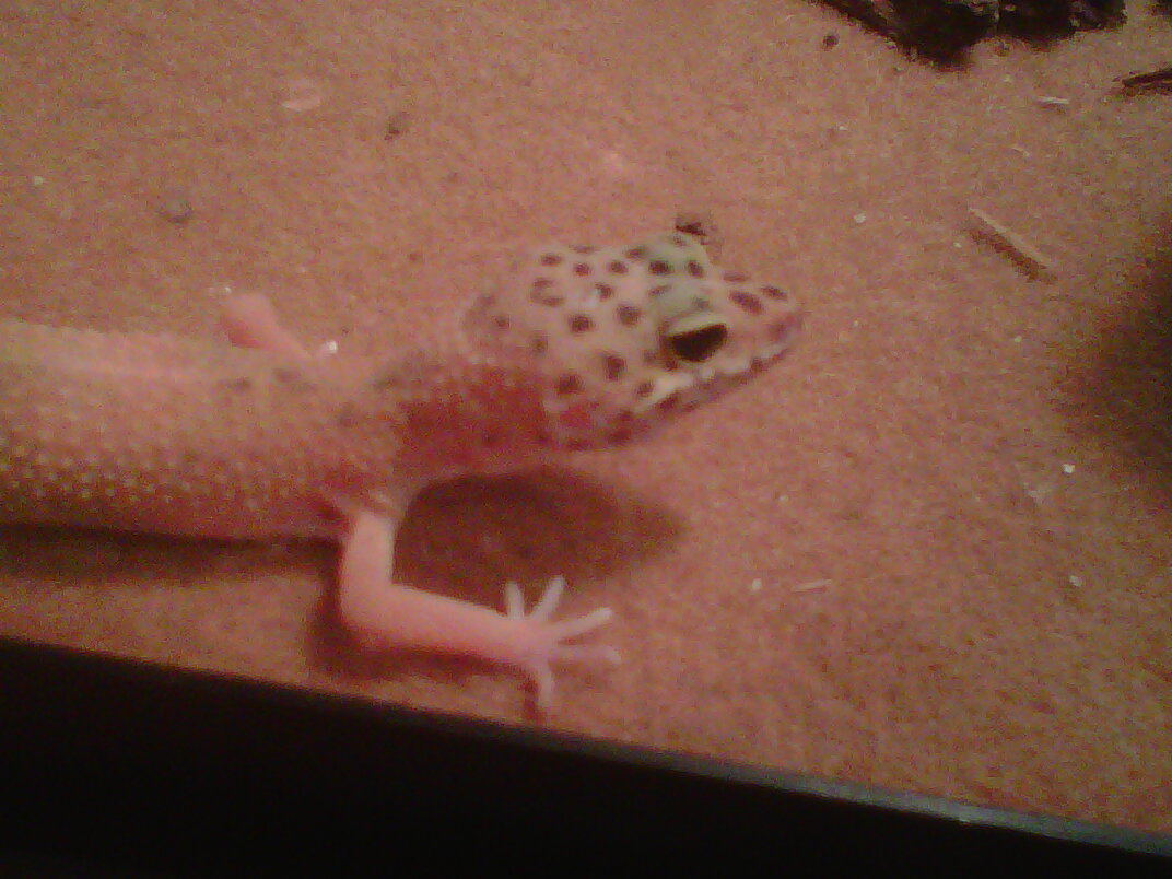 Sheldon
