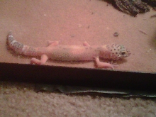 Sheldon 2