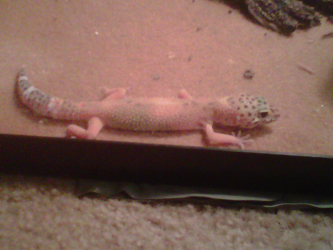 Sheldon 2