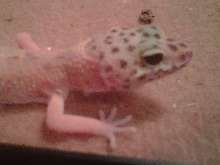 Sheldon 3