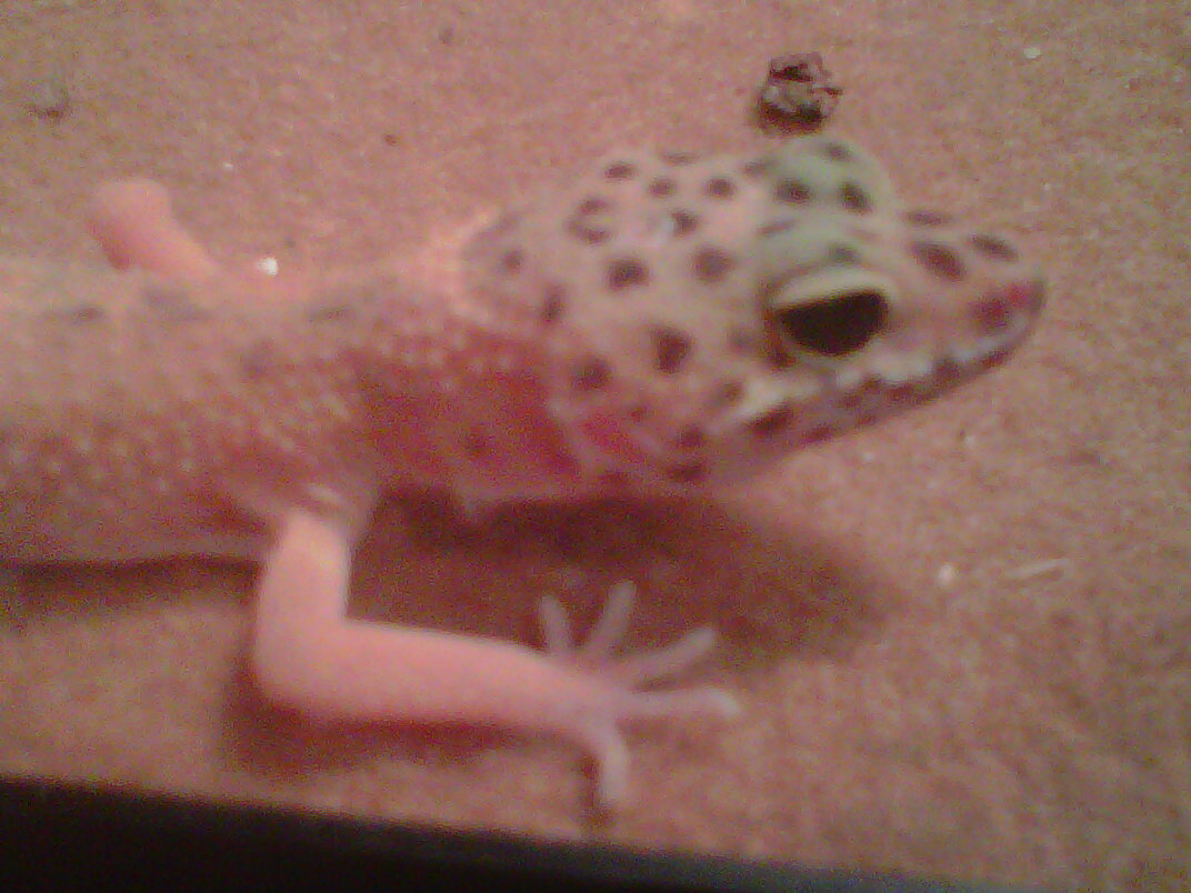 Sheldon 3