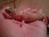 Sheldon 4