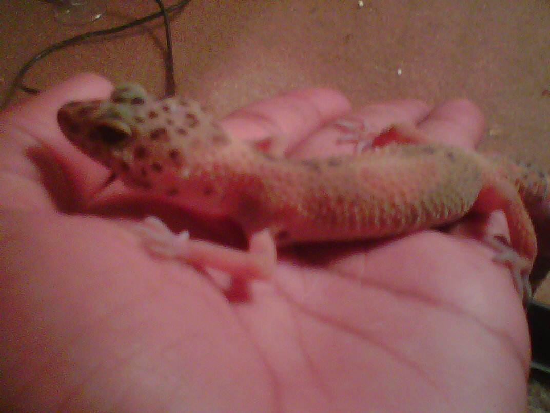 Sheldon 4