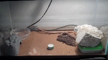 Leopard Gecko Setup