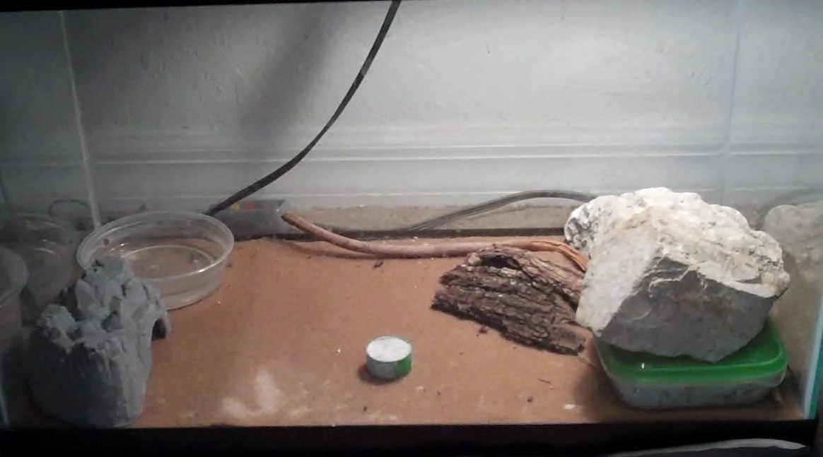 Leopard Gecko Setup