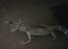 Leopard Gecko eating