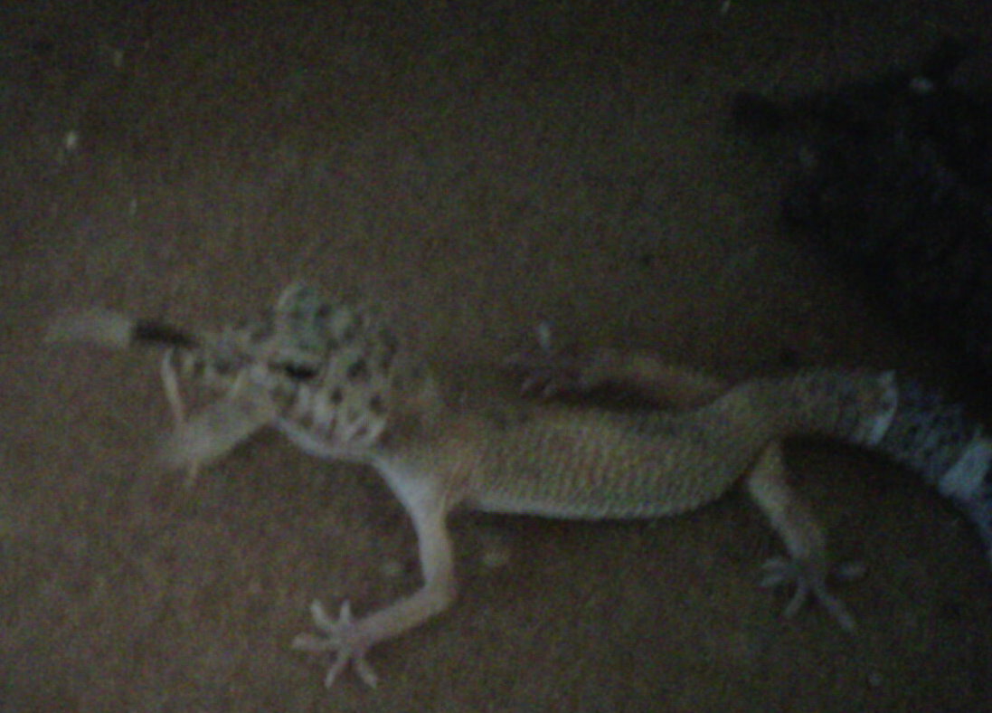 Leopard Gecko eating